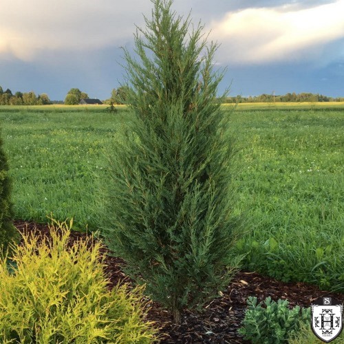 Juniperus scopulorum 'Skyrocket' - Kaljukadakas 'Skyrocket' C1/1L